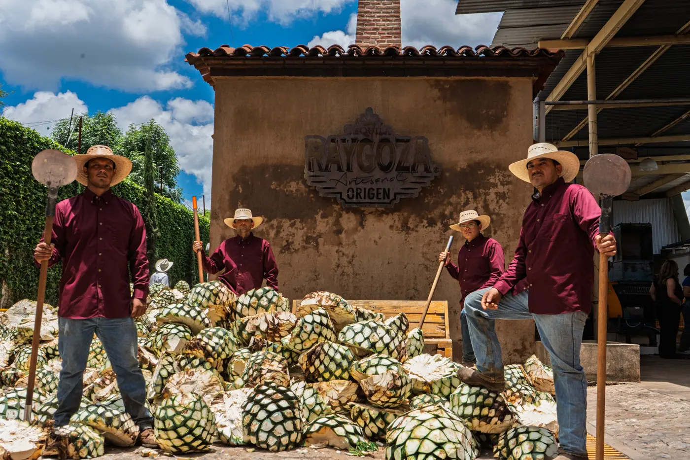 Agave en la fábrica
